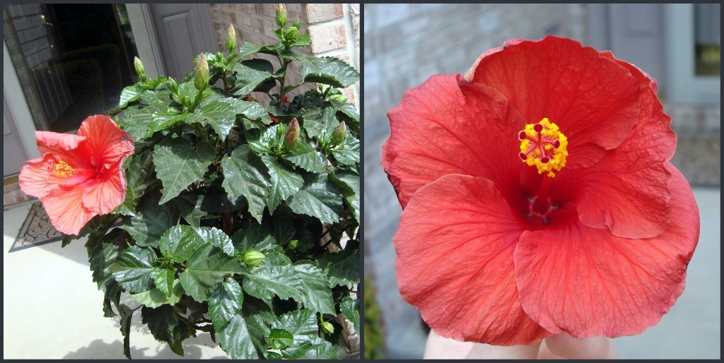 [hibiscus[3].jpg]