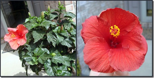 hibiscus