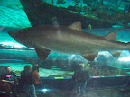 Shark!!!