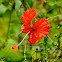 Red Hibiscus