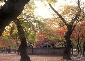 Gyeongju Kyerim (Forest) 03