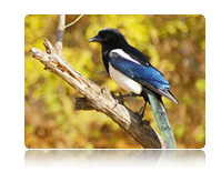 The Cheongdo bird – Magpie