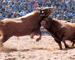 Cheongdo Bullfighting Festival 06