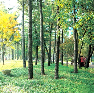 Daegu Arboretum in the Fall