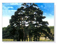 County Tree Pine tree