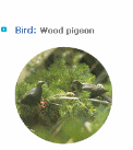 Ulleung gun Bird Wood Pigeon