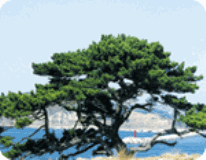 Pohang Official tree of the city – Beach Pine Trees