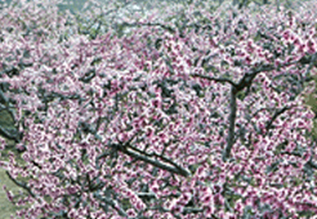 Yeongdeok peach blossoms 01