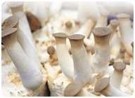 [Cheongsong Oyster Mushroom[6].jpg]