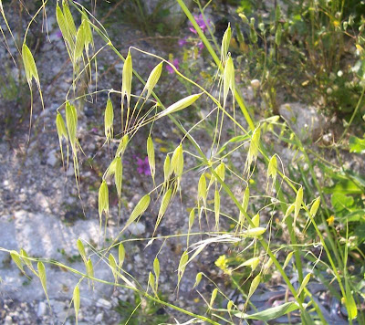 Folle avoine � grosses graines