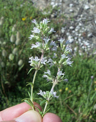 Thymus spinulosus Ten.