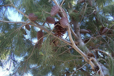 Aleppo Pine, Pinus halepensis Aleppo Pine, Pinus halepensis