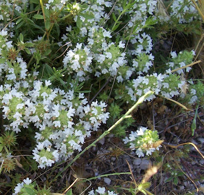 Thymus spinulosus Ten.