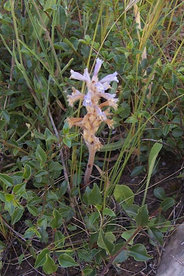 Branched broomrape Branched broomrape