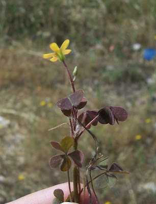 Oxalis cornicul�e