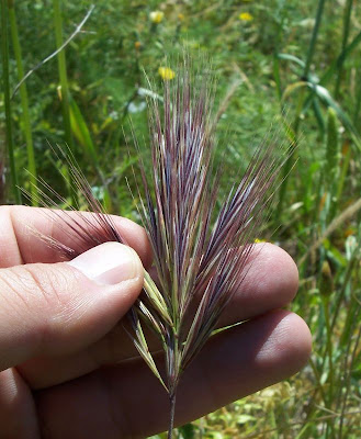 Brome rougeātre Brome rougeātre