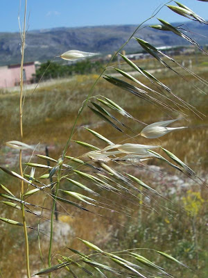 Avena barbata,
aveia-barbada,
aveia-selvagem,
avena barbada,
Avena barbata,
avenilla,
avoine barbue,
balanco-bravo,
balango,
ballueca,
barbed oat,
Barthafer,
Sand-Hafer,
slender oat,
slender oats,
Slender Wild Oat Avena barbata,
aveia-barbada,
aveia-selvagem,
avena barbada,
Avena barbata,
avenilla,
avoine barbue,
balanco-bravo,
balango,
ballueca,
barbed oat,
Barthafer,
Sand-Hafer,
slender oat,
slender oats,
Slender Wild Oat