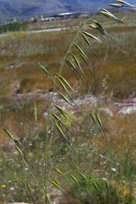 Avena barbata,
aveia-barbada,
aveia-selvagem,
avena barbada,
Avena barbata,
avenilla,
avoine barbue,
balanco-bravo,
balango,
ballueca,
barbed oat,
Barthafer,
Sand-Hafer,
slender oat,
slender oats,
Slender Wild Oat Avena barbata,
aveia-barbada,
aveia-selvagem,
avena barbada,
Avena barbata,
avenilla,
avoine barbue,
balanco-bravo,
balango,
ballueca,
barbed oat,
Barthafer,
Sand-Hafer,
slender oat,
slender oats,
Slender Wild Oat