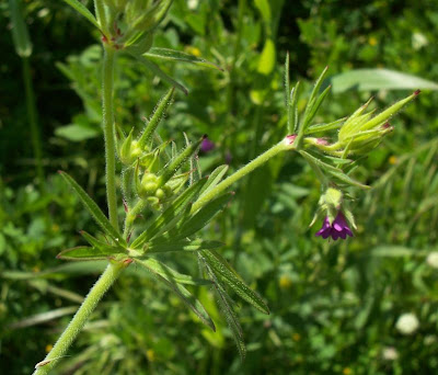 G�ranium � feuilles d�coup�es