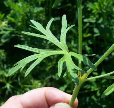 G�ranium � feuilles d�coup�es