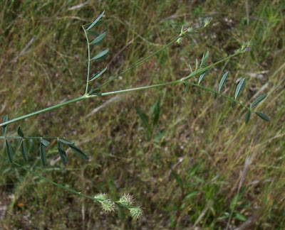 Cockscomb Sainfoin