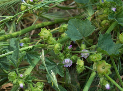 Bull mallow