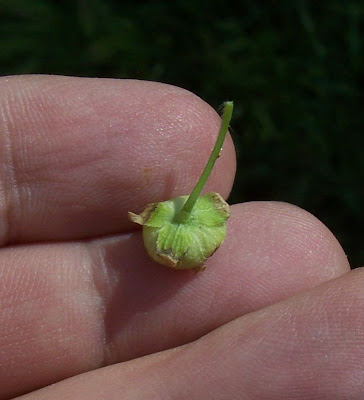 Bull mallow