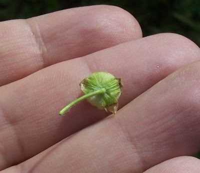 Bull mallow
