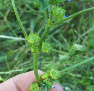 Bull mallow