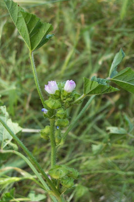 Bull mallow