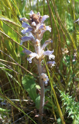 Branched broomrape Branched broomrape