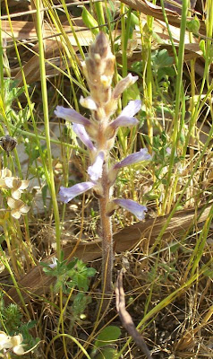 Branched broomrape Branched broomrape