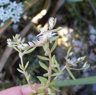 Borracina glauca Borracina glauca
