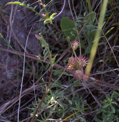 Cockscomb Sainfoin