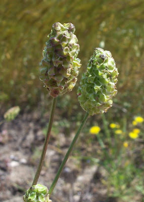 Garden burnet