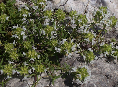 Thymus spinulosus Ten.