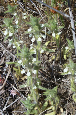 Sideritis romana L.