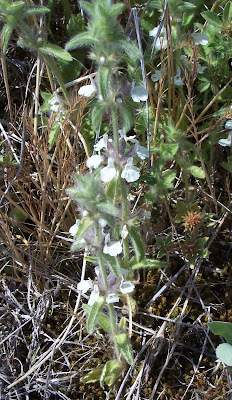 Sideritis romana L.