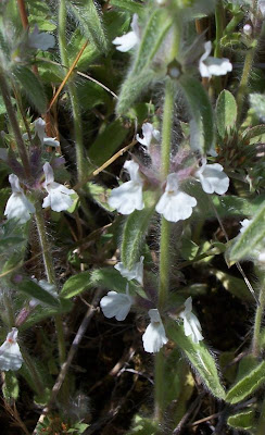 Sideritis romana L.