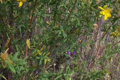 Common St. Johnswort Common St. Johnswort