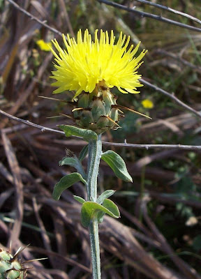 Centaurea nizzarda Centaurea nizzarda