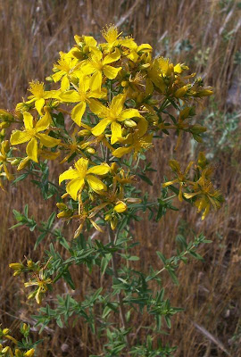Common St. Johnswort Common St. Johnswort