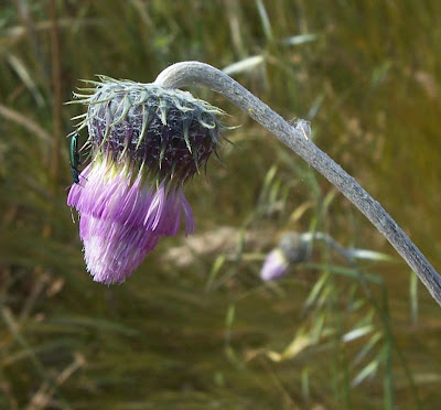 Bunte Distel Bunte Distel