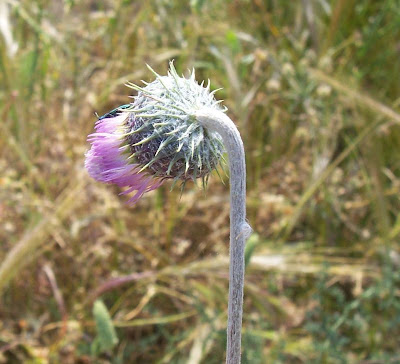 Bunte Distel Bunte Distel