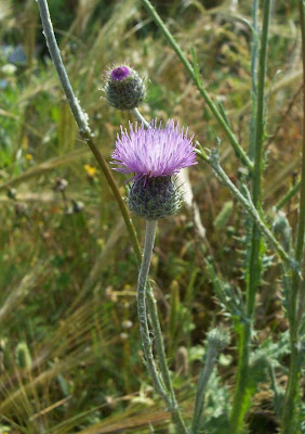 Bunte Distel Bunte Distel