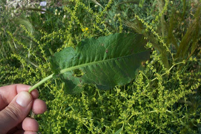 Acedera Acedera