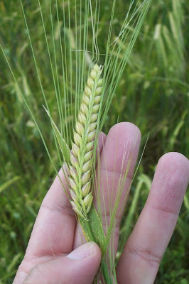 Cereal barley Cereal barley