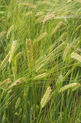 Cereal barley Cereal barley