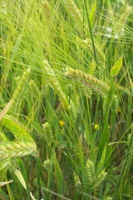 Cereal barley Cereal barley
