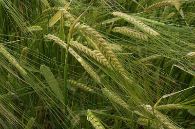 Cereal barley Cereal barley